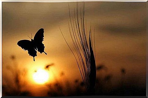 Butterfly at sunset