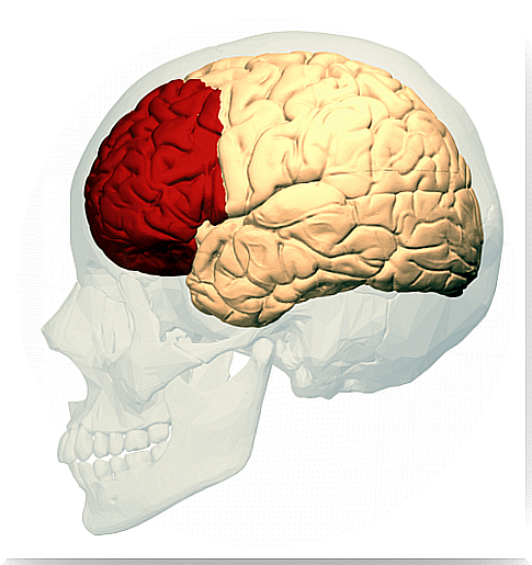 Image of the skull and frontal lobe in the brain