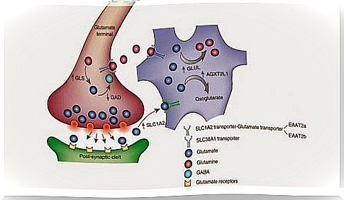 Functions of glutamate