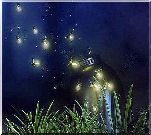 fireflies