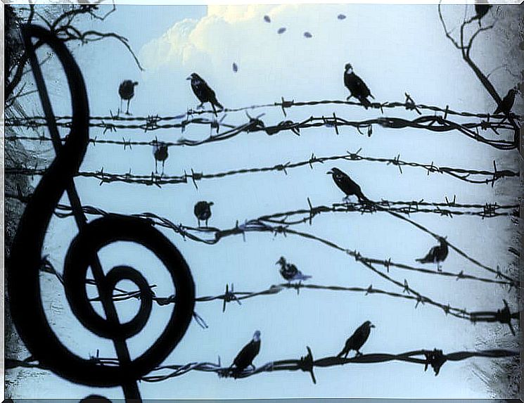 birds-and-barbed-wire