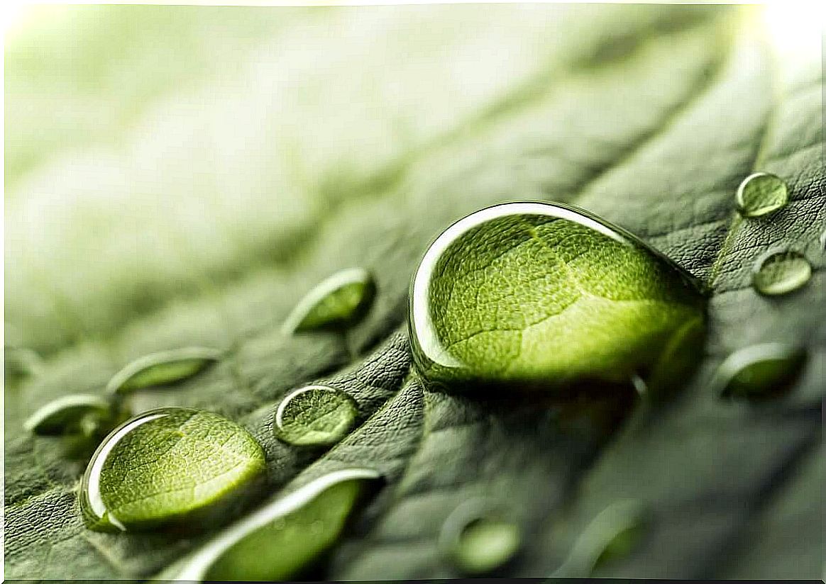 Drops of water on the leaves.