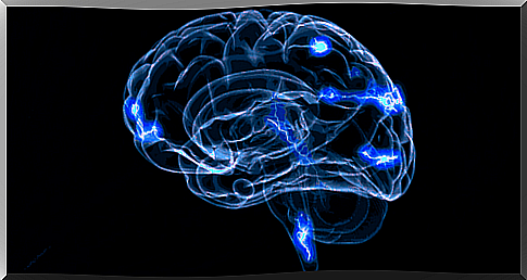 Brain and cerebral connections