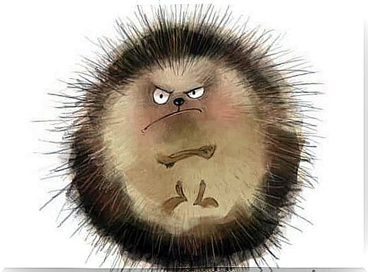 Angry hedgehog