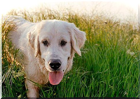 Golden retriever dog