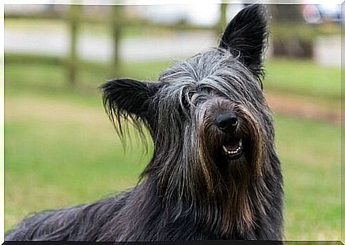 Skye terrier