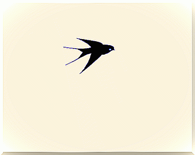 Swallow flying